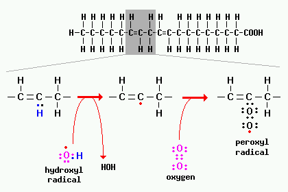 Lipid peroxidation reaction diagram involving a fatty acid, hydroxyl radical and peroxyl radical